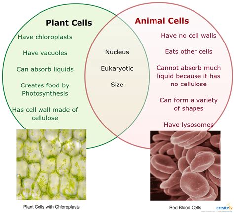 cell comparison classes animal vs plant cell venn diagram PDF